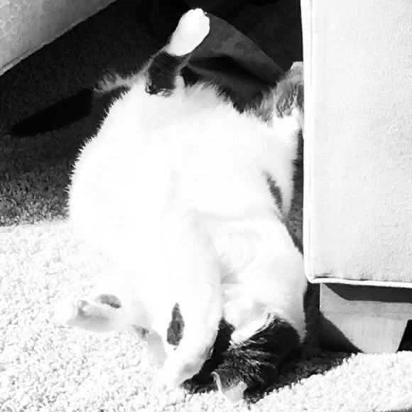 Meet your Posher, Pattie - Picture 3 of 4